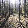 Шама